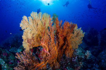 Fototapeta na wymiar A colorful tropical coral reef scene