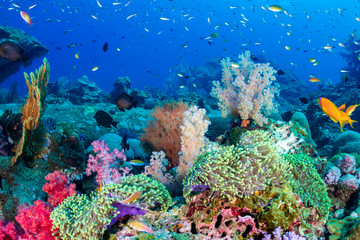 Naklejka na ściany i meble Colorful tropical fish on a coral reef in the Andaman Sea