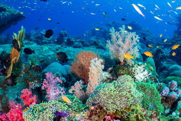 Plakat Colorful tropical fish on a coral reef in the Andaman Sea