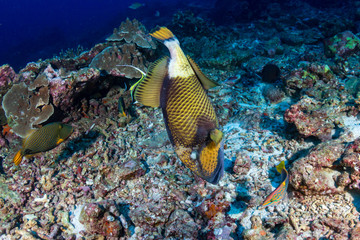 Naklejka na ściany i meble Titan Triggefish feeding on a coral reef