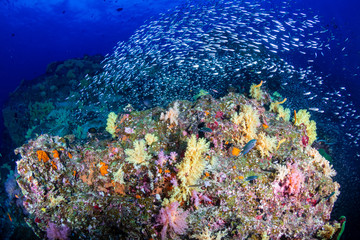 A colorful tropical coral reef scene