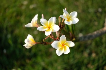Fototapeta na wymiar Plumeria blooming flower in garden