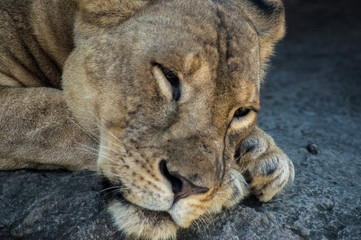 Lioness