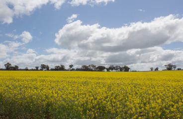 Wheatbelt Summer flowers