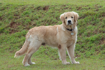 Obraz na płótnie Canvas Golden retriever puppy 