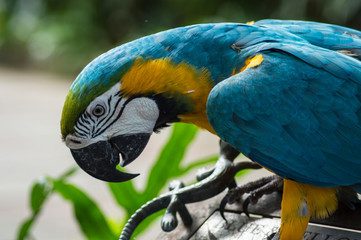 Blue Macaw