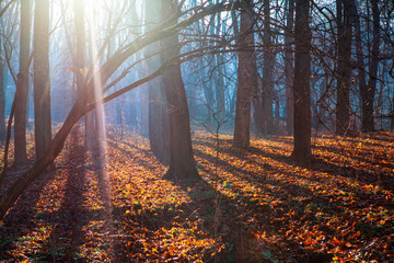 rays of sun in autumn forest