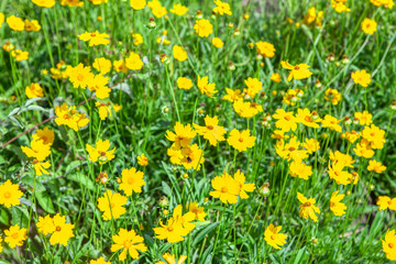 natural background with yellow flowers and green grass