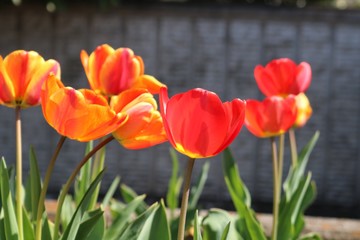 ちゅーりっぷ　春　花壇