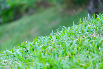 selective focus green field.
