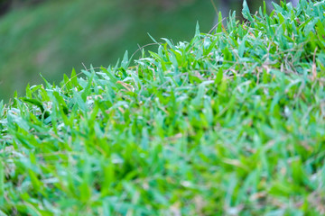 selective focus green field.