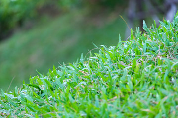 selective focus green field.