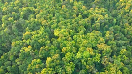 Deciduous Forest in Ukraine, from Above
