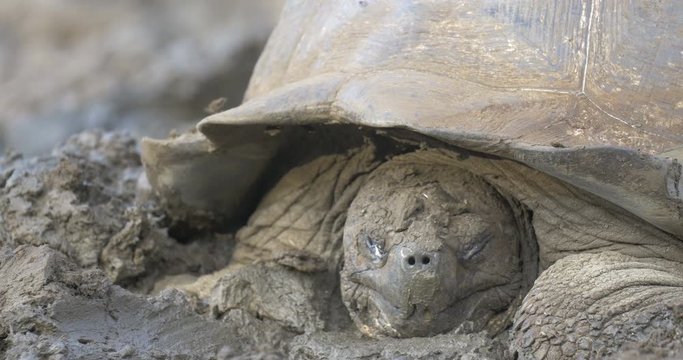 Glapagos Giant Turtle taking a Mud bath