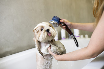 Shih Tzu dog at grooming salon having bath.