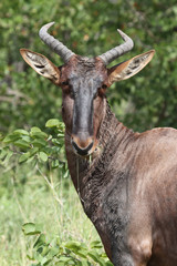 Leierantilope oder Halbmondantilope / Common Tsessebe / Damaliscus lunatus
