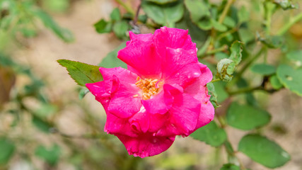 Bud red rose close-up 