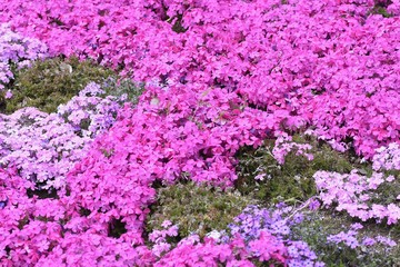 Obraz premium Moss phlox / Phlox subulata