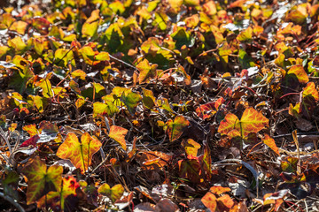 Colorful leaves background