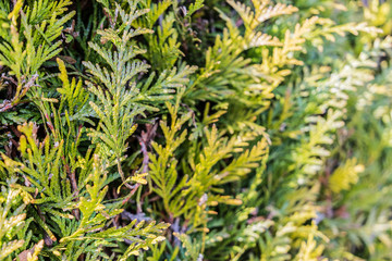 Close-up of Thuja