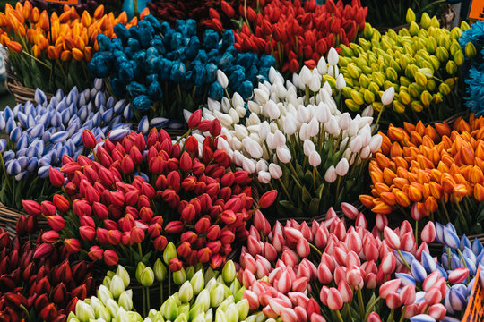 Multi colored tulps in amsterdam flower shop