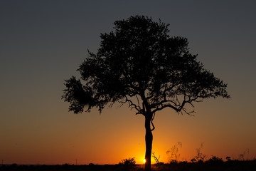 Fototapeta na wymiar Morning Light, Kruger