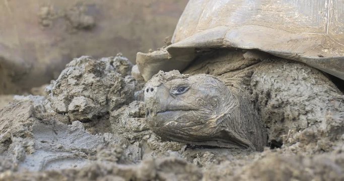 Glapagos Giant Turtle taking a Mud bath