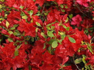 Fototapeta premium Azalea Azalée rouge vif