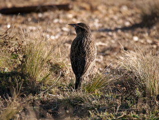 A native bird at 