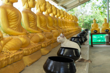 White cat sitting looking at the golden Buddha