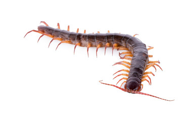 centipede on white background