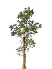 Obraz premium Trees isolated on white background with clipping paths for garden design , architectural design , Decoration work , Used with natural articles both on print and website.