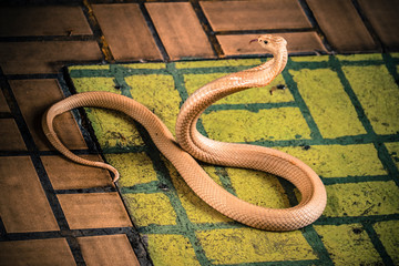 The cobra spread the hood
