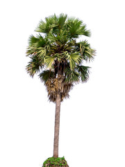 Naklejka premium Palm tree isolated on white background with high quality clipping path. Can used in architectural design or Decoration work. Suitable for natural articles fine print / web page.