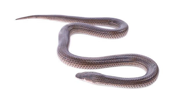 Snake on white background