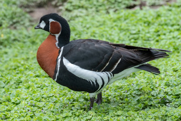 Red-Breasted Goose (Branta ruficollis), Native to Eurasia
