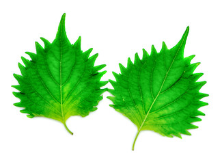 fresh green shiso leaf on white background