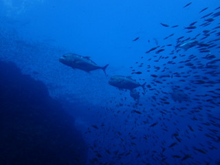 小魚の海を泳ぐ大型アジのグループ