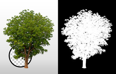 Trees on transparent background with clipping path and alpha channel on black background. Can use in architectural design, Decoration work, Used with natural articles both on print and website.