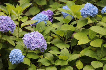 あじさい（hydrangea）