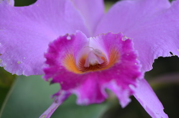 Spider on pink flower