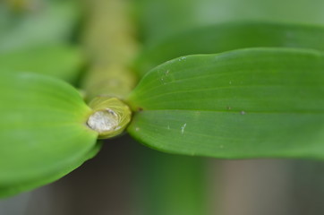 drops on green leaf