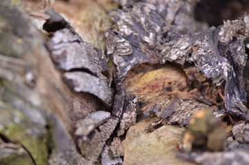 bark of a tree