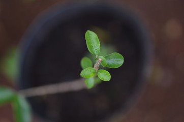 clover on green background
