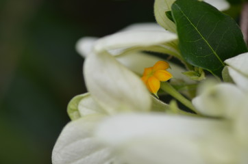 white calla lily of the valley