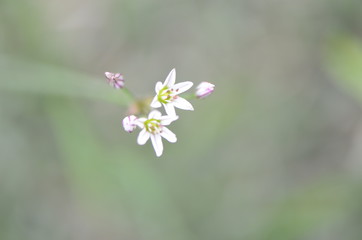 flowers on green background
