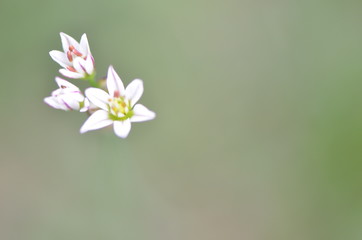 frangipani flowers on a green background