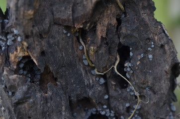 beetle on a tree