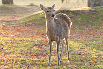 奈良公園の鹿