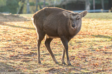 Fototapeta premium 奈良公園の鹿